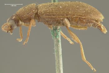 Media type: image;   Entomology 4729 Aspect: habitus lateral view